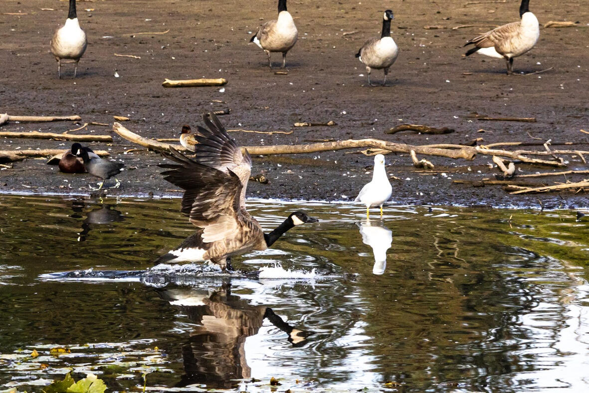Goose. Burnaby, Canada.