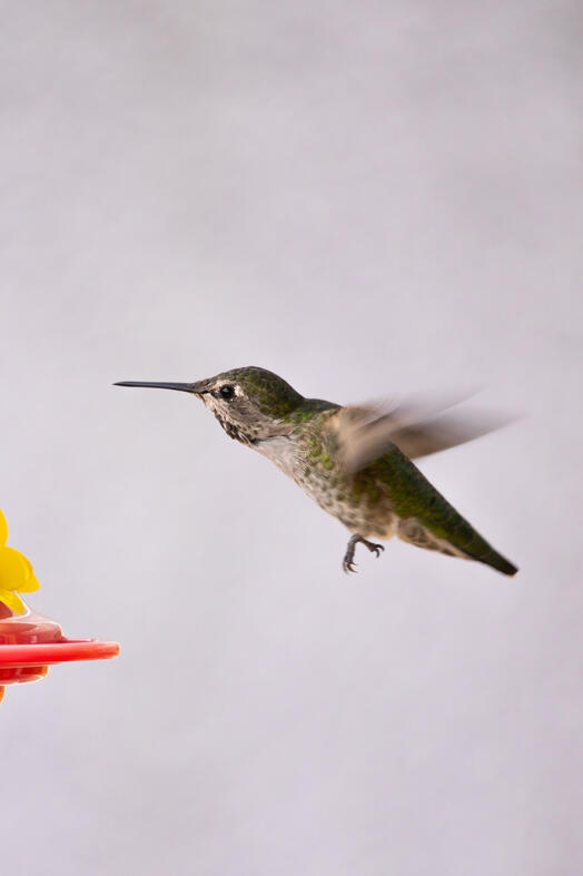Humming Bird. Vancouver, Canada.