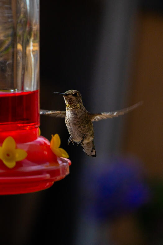 Humming Bird. Vancouver, Canada.