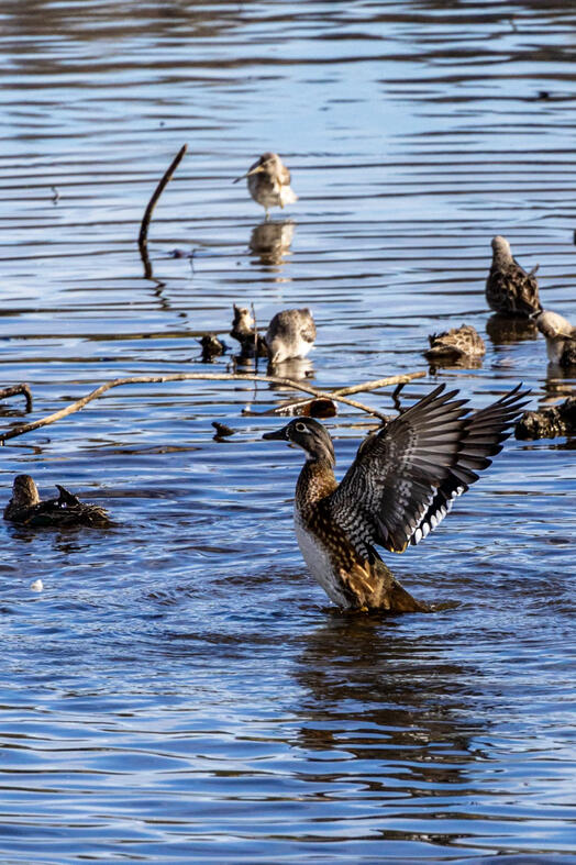 Duck. Burnaby, Canada.