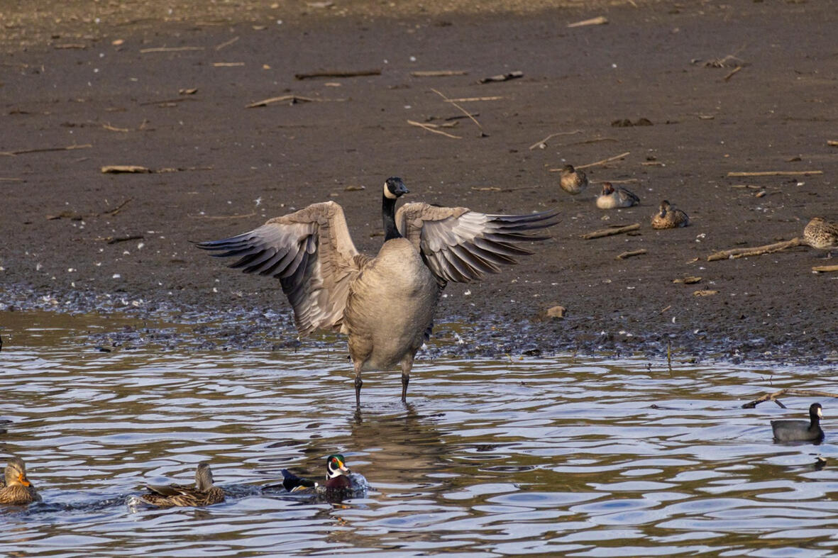 Goose. Burnaby, Canada.