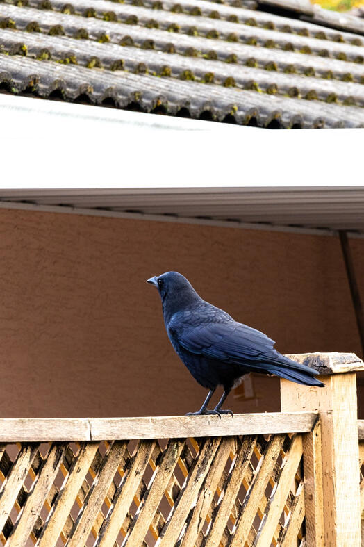 Crow. Vancouver, Canada.