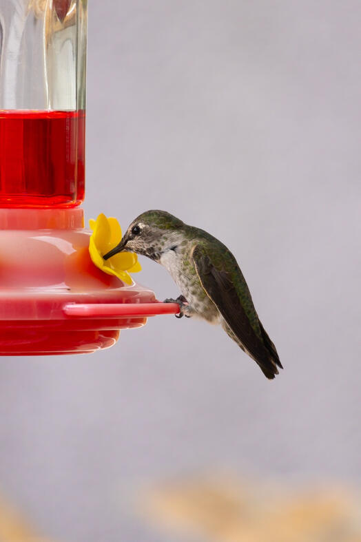 Humming Bird. Vancouver, Canada.