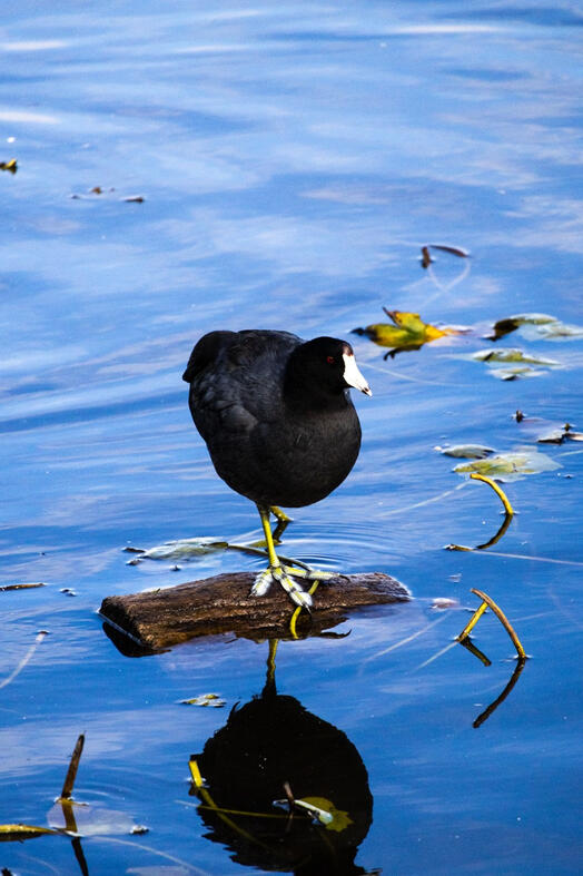 Coot, Burnaby, Canada.