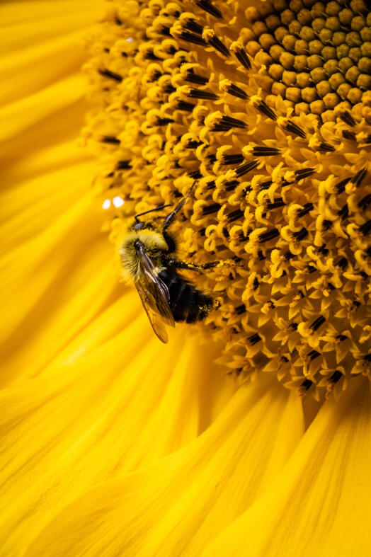 Bumble Bee. Vancouver, Canada.