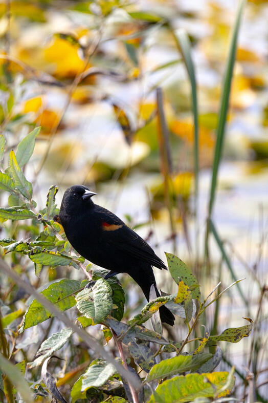 Blackbird. Burnaby, Canada.