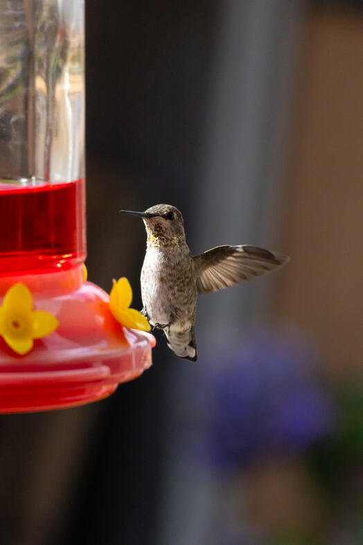 Humming Bird. Vancouver, Canada.