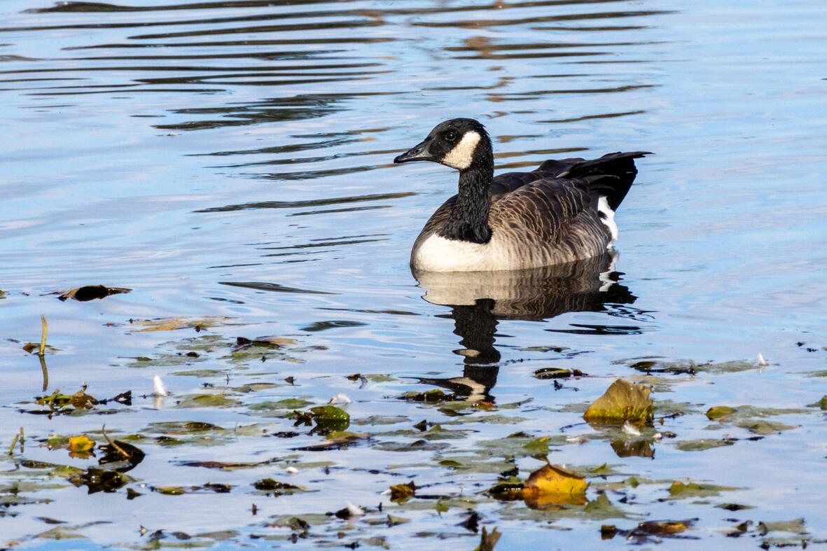 Goose. Burnaby, Canada.