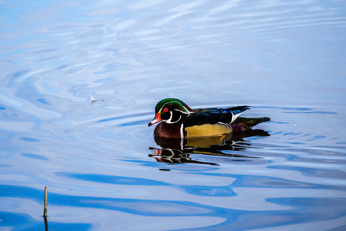 Duck. Burnaby, Canada.