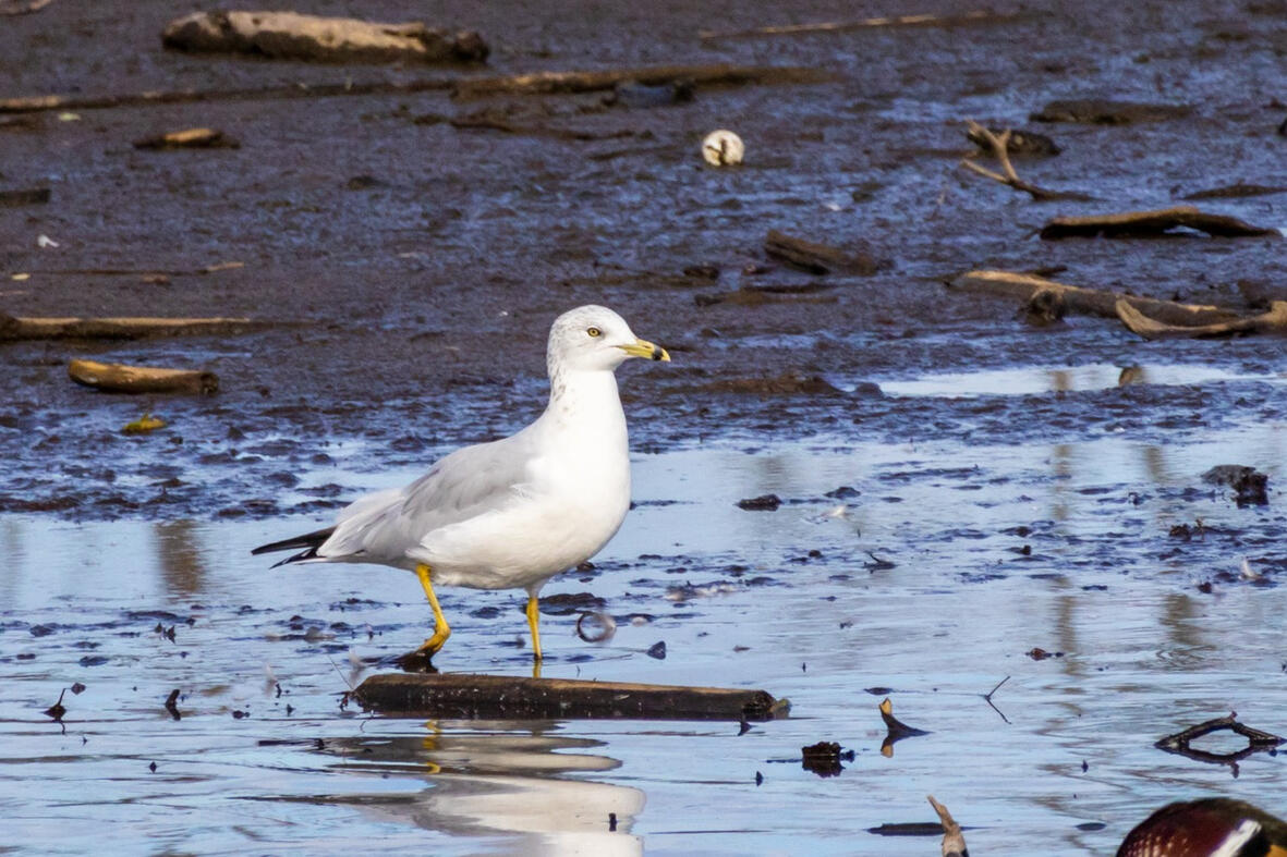 Segal. Burnaby, Canada.